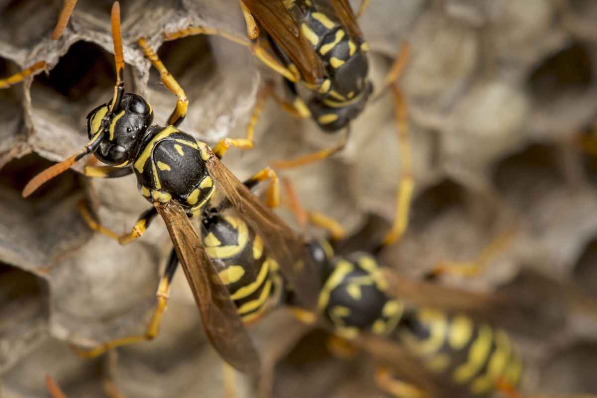 Miksi ampiaiset ovat tärkeitä? Ymmärrä niiden rooli luonnossa