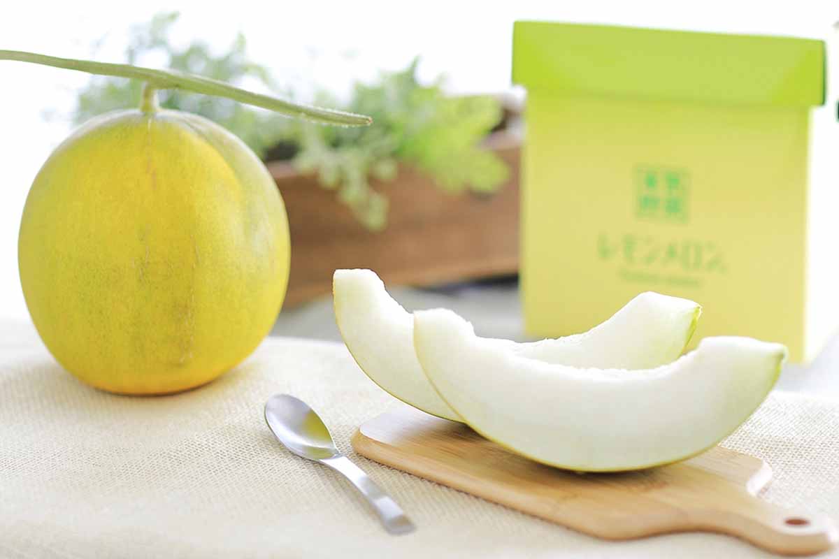 Näin valitset makeimman melonin: Vinkit ja salaisuudet täydelliseen valintaan