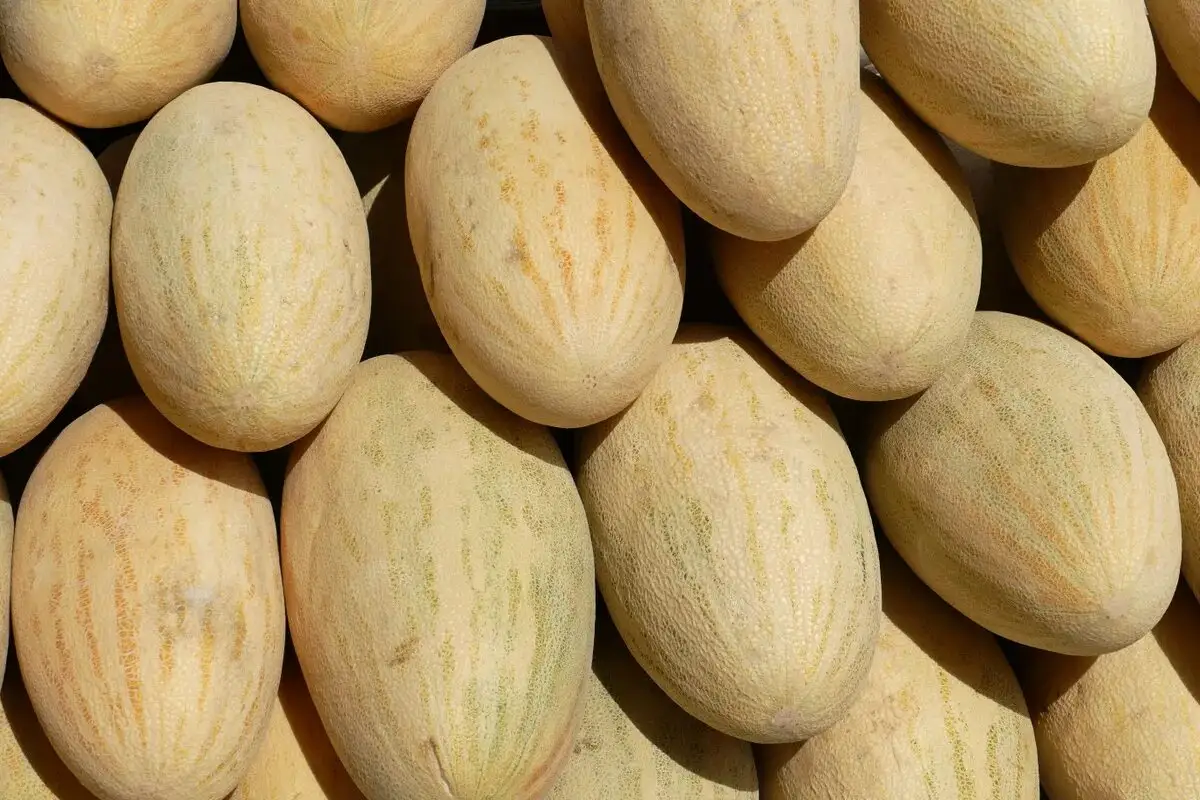Näin valitset makeimman melonin: Vinkit ja salaisuudet täydelliseen valintaan