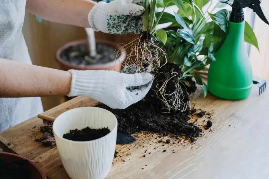 Miksi tulitikkuja laitetaan kasvien multaan? Nerokas kikka, joka yllättää!
